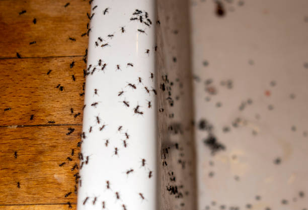 Best Best Pest Control Companies  in Porters Neck, NC
