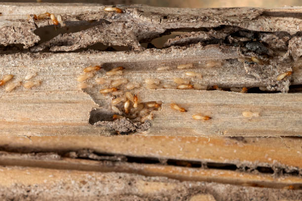Best Wasp Removal Services  in Porters Neck, NC